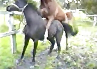 Two horses fucking passionately