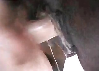 Brown horse does some kinky shit